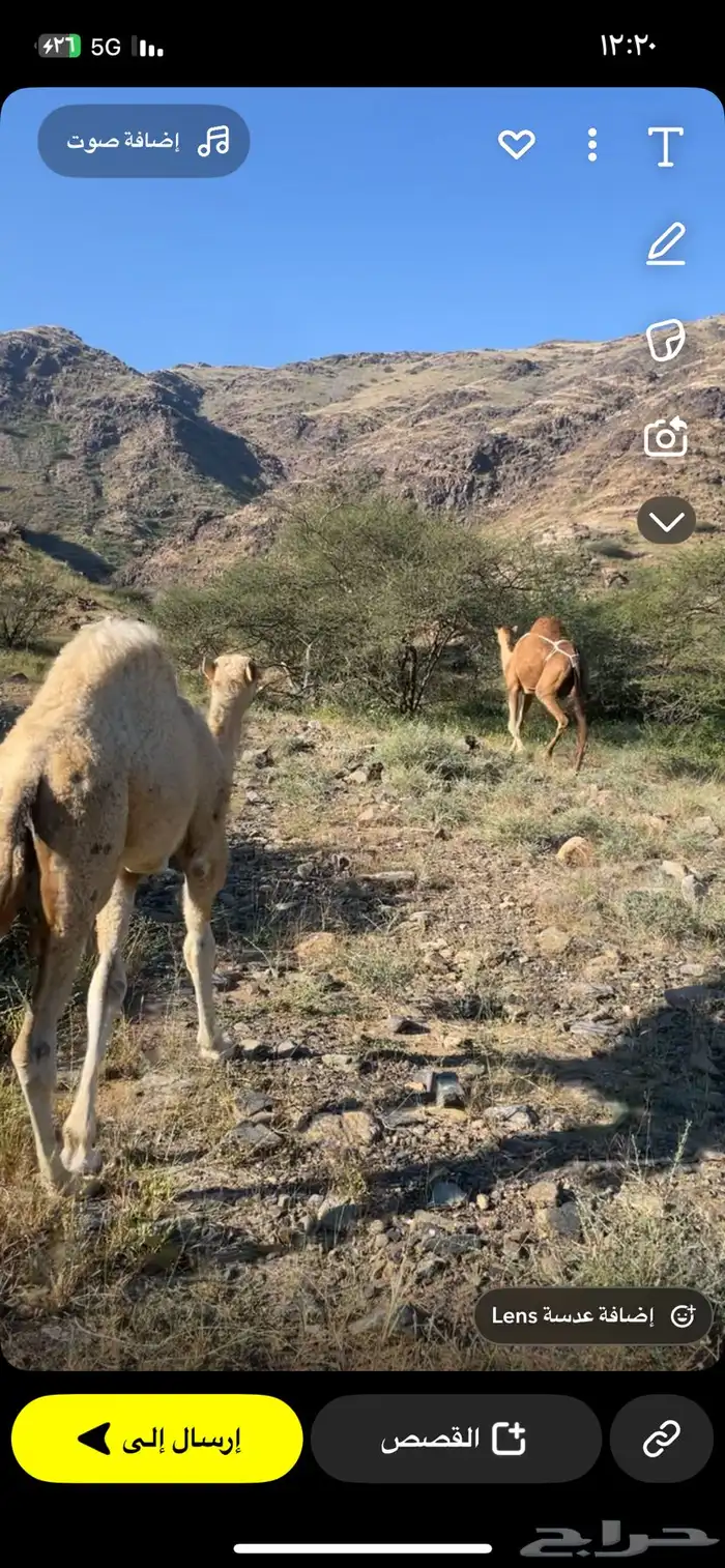 قعود كفو على بعير ابوعجاريد 7