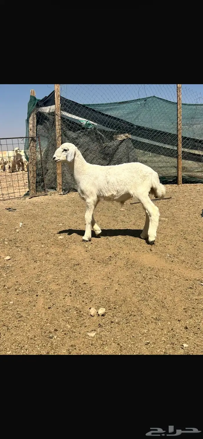 ذبايح سلخ وتوصيل 2