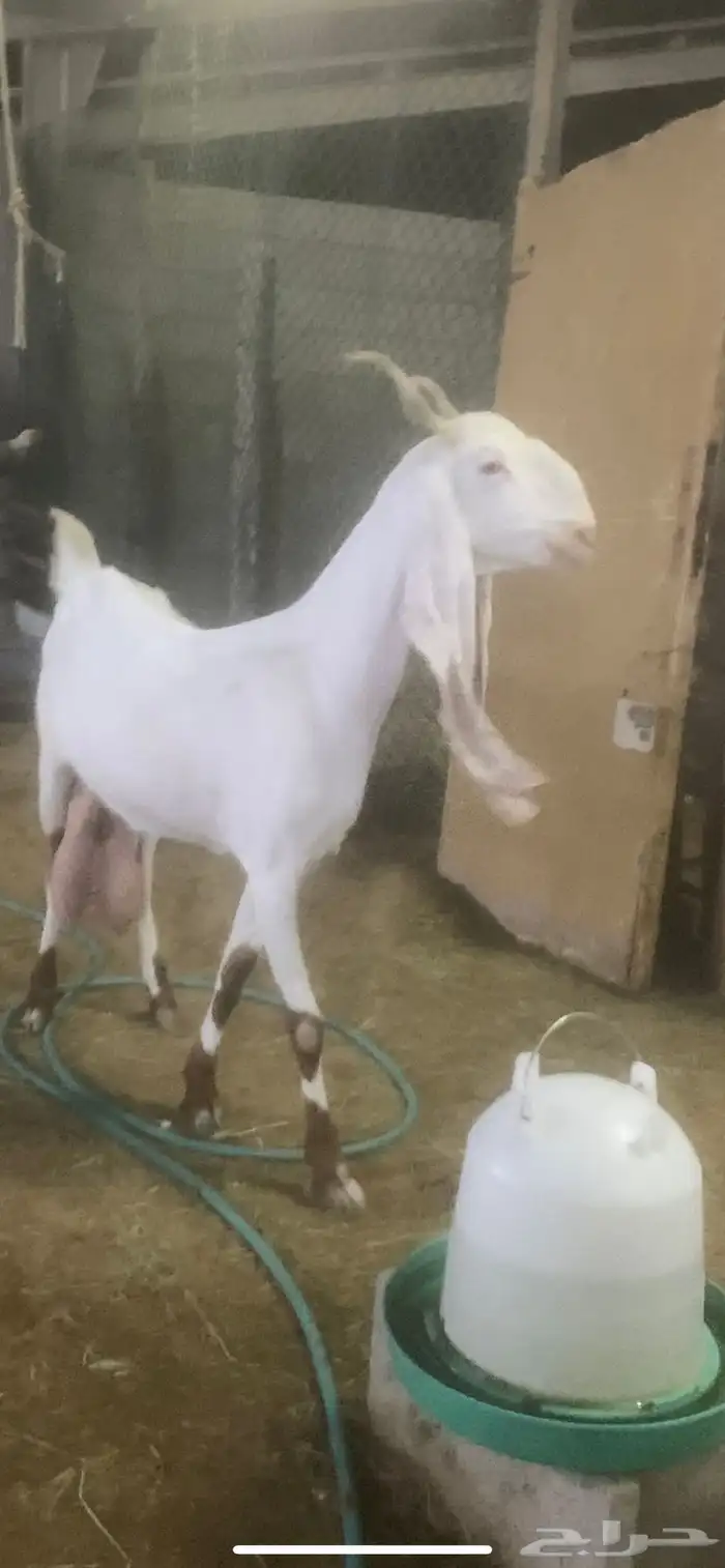 سوق المواشي الاحساء 0
