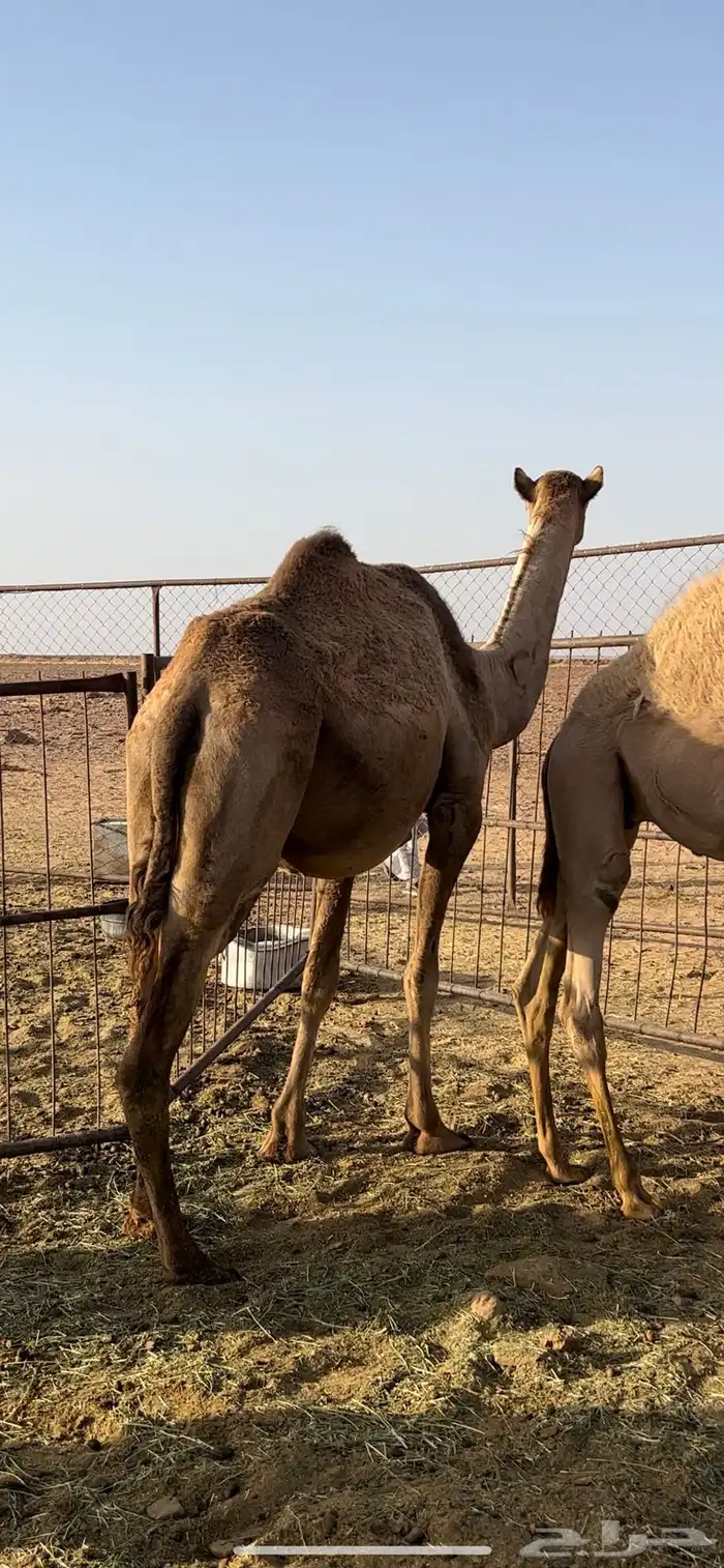 ناقه شقحى الي بطنها ثانيها 0