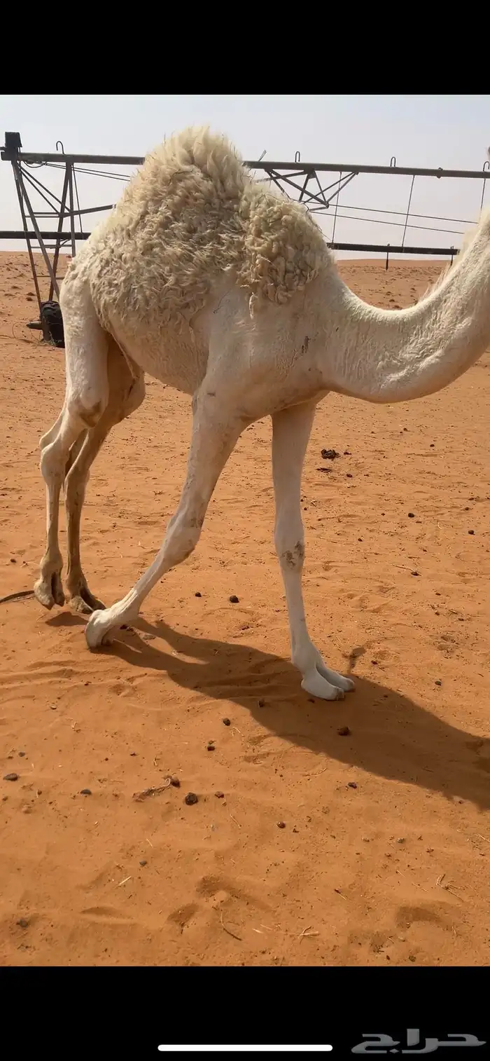 قعود للبيع أربعة لباني وأطيب من التصوير 4