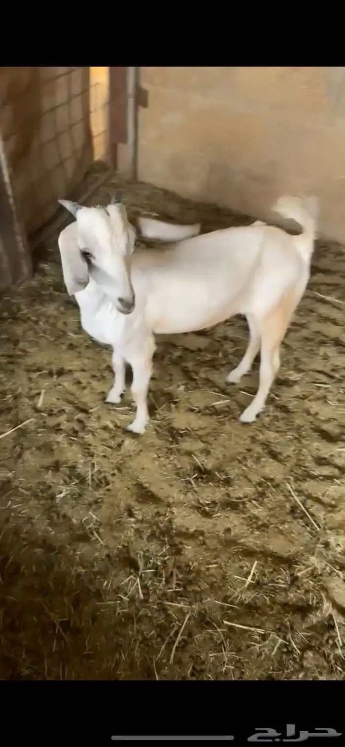 تيس 1