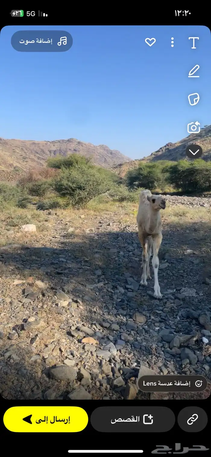 قعود كفو على بعير ابوعجاريد 8