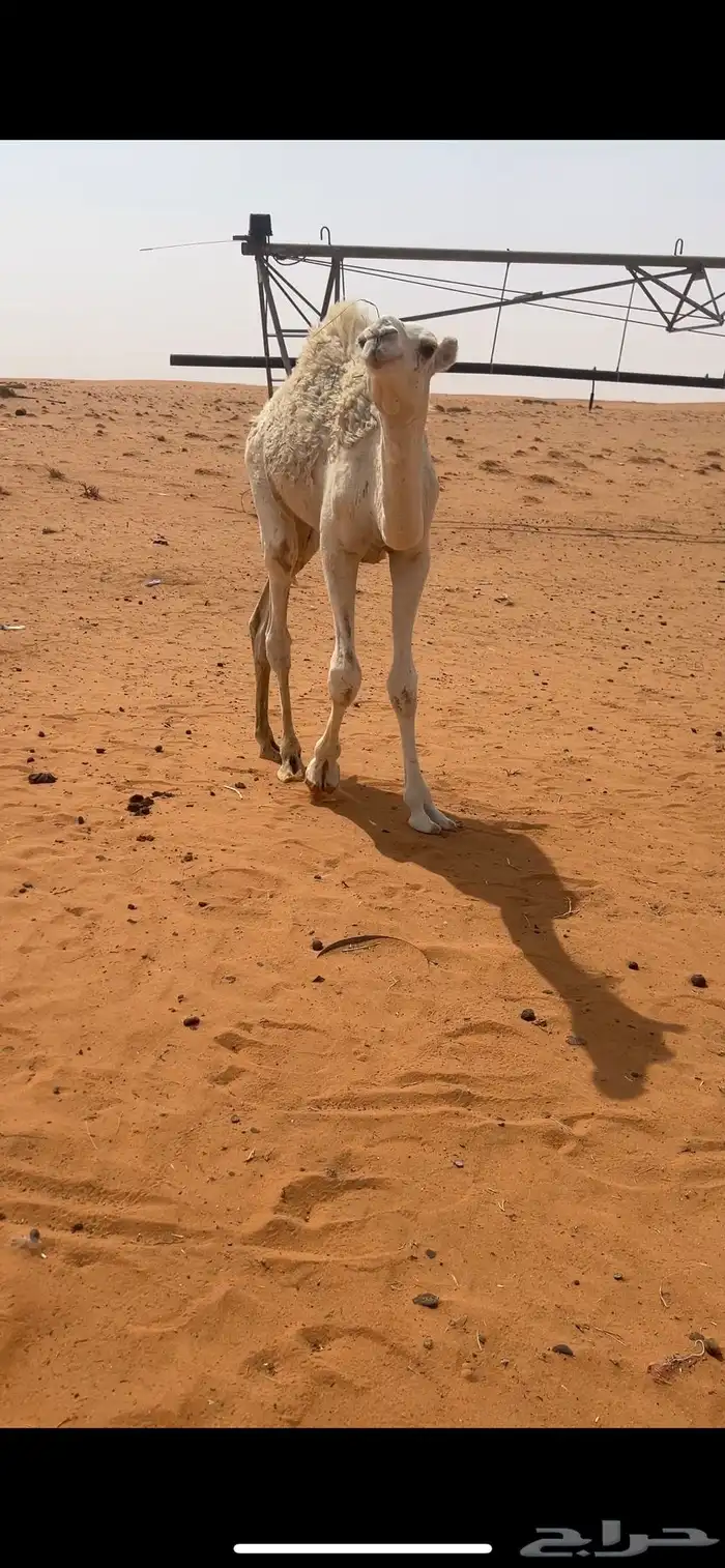قعود للبيع أربعة لباني وأطيب من التصوير 5