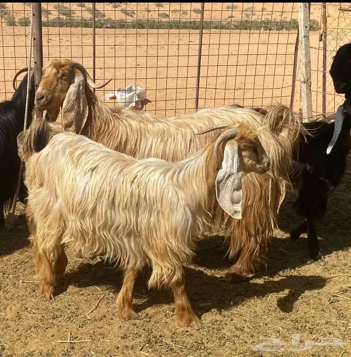 معزا صفر 2