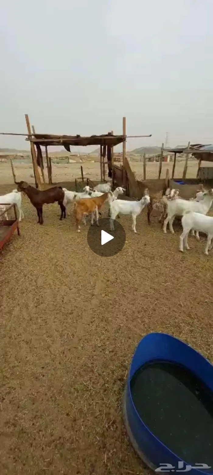 تيوس شحم. وجفار مقاني وفحل 5