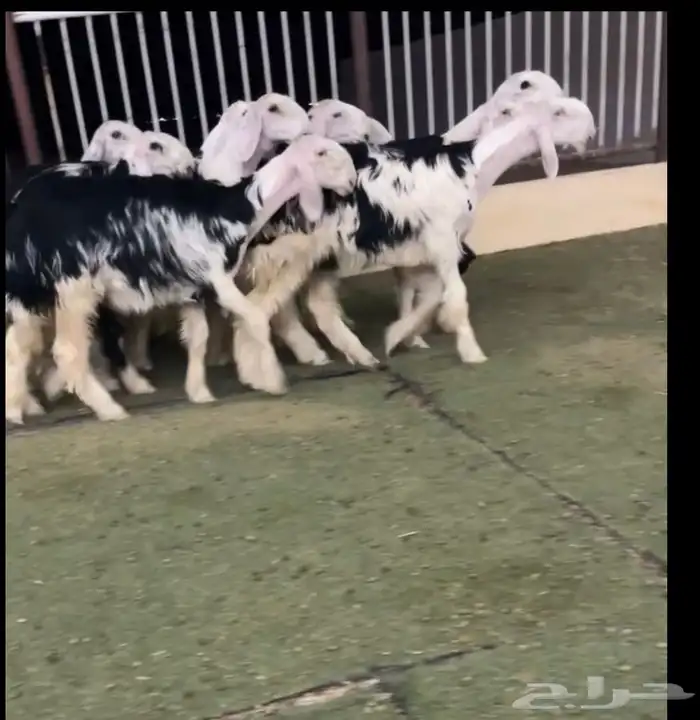 رخال نجد 1