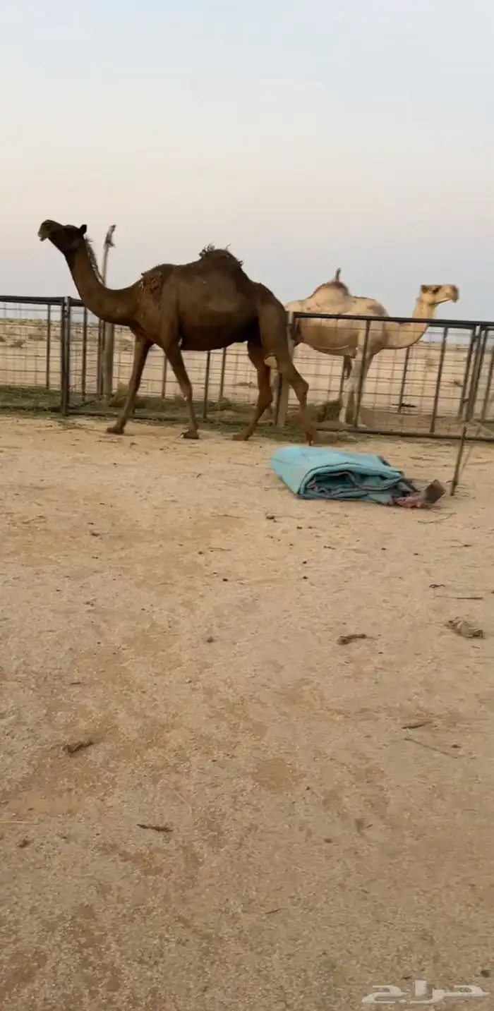 ابل للبيع 6