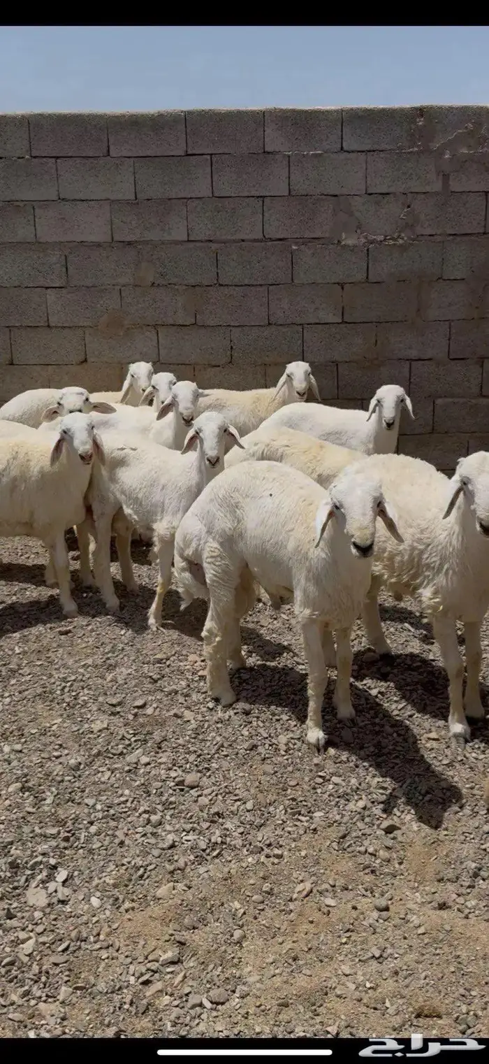 طليان حري جبره 3