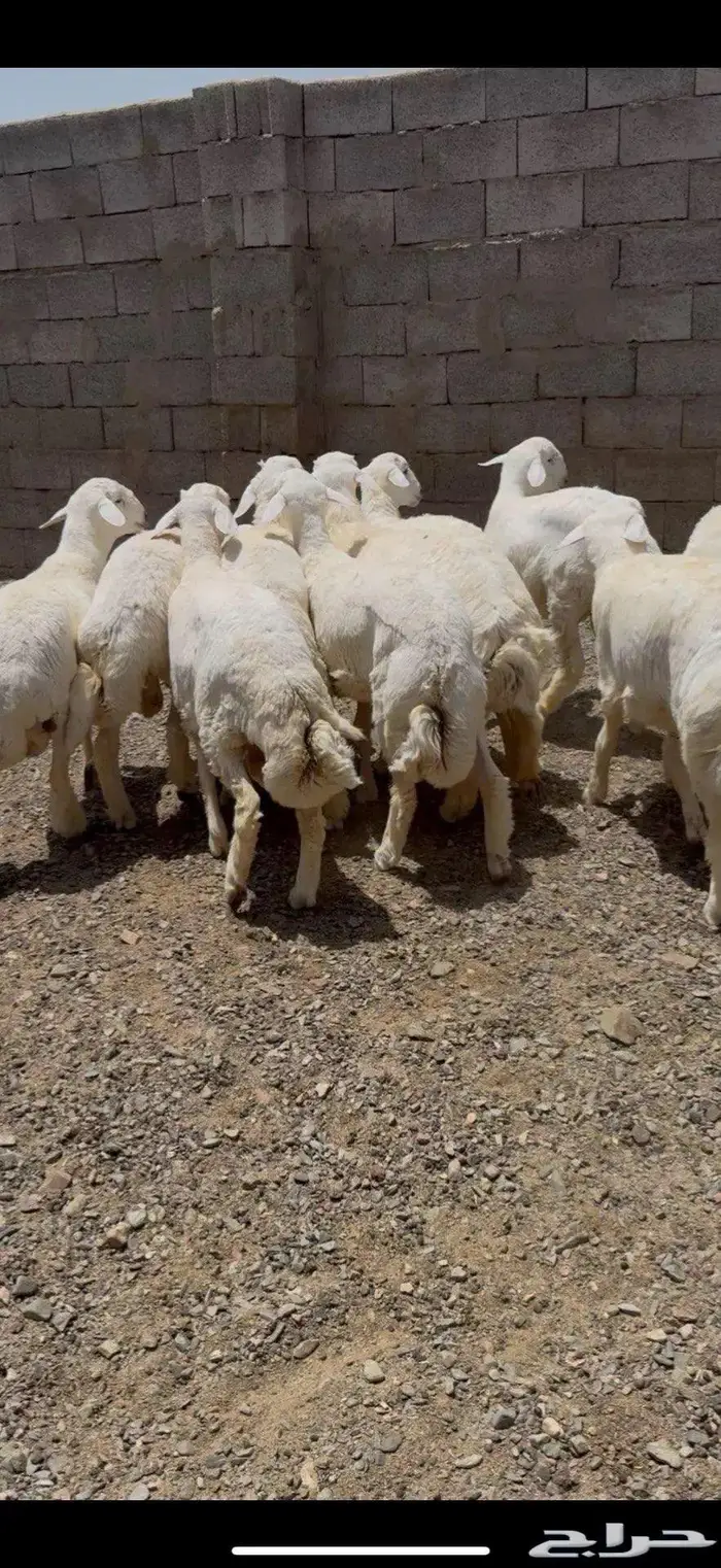 طليان حري جبره 1