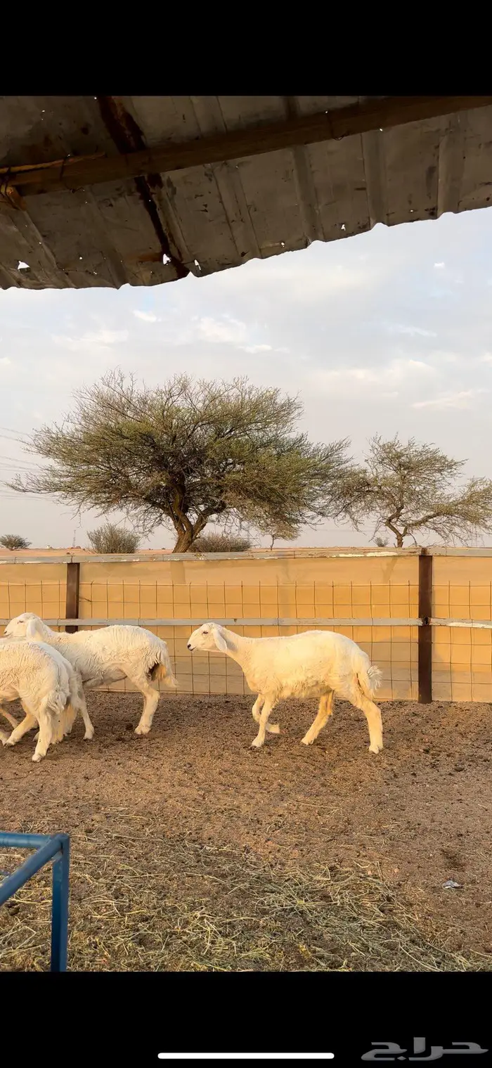 رخال صنف الصنف 4
