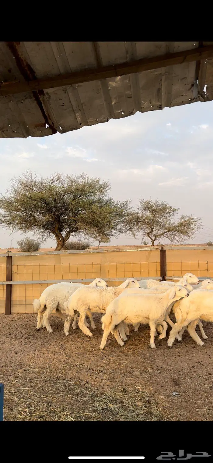 رخال صنف الصنف 1
