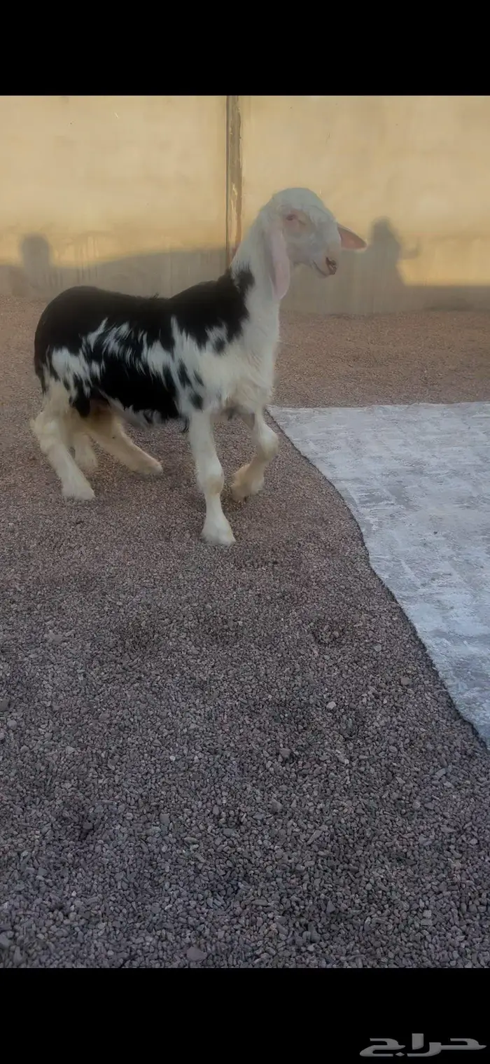 تم البيع مشروع فحل نجدي صنف 0