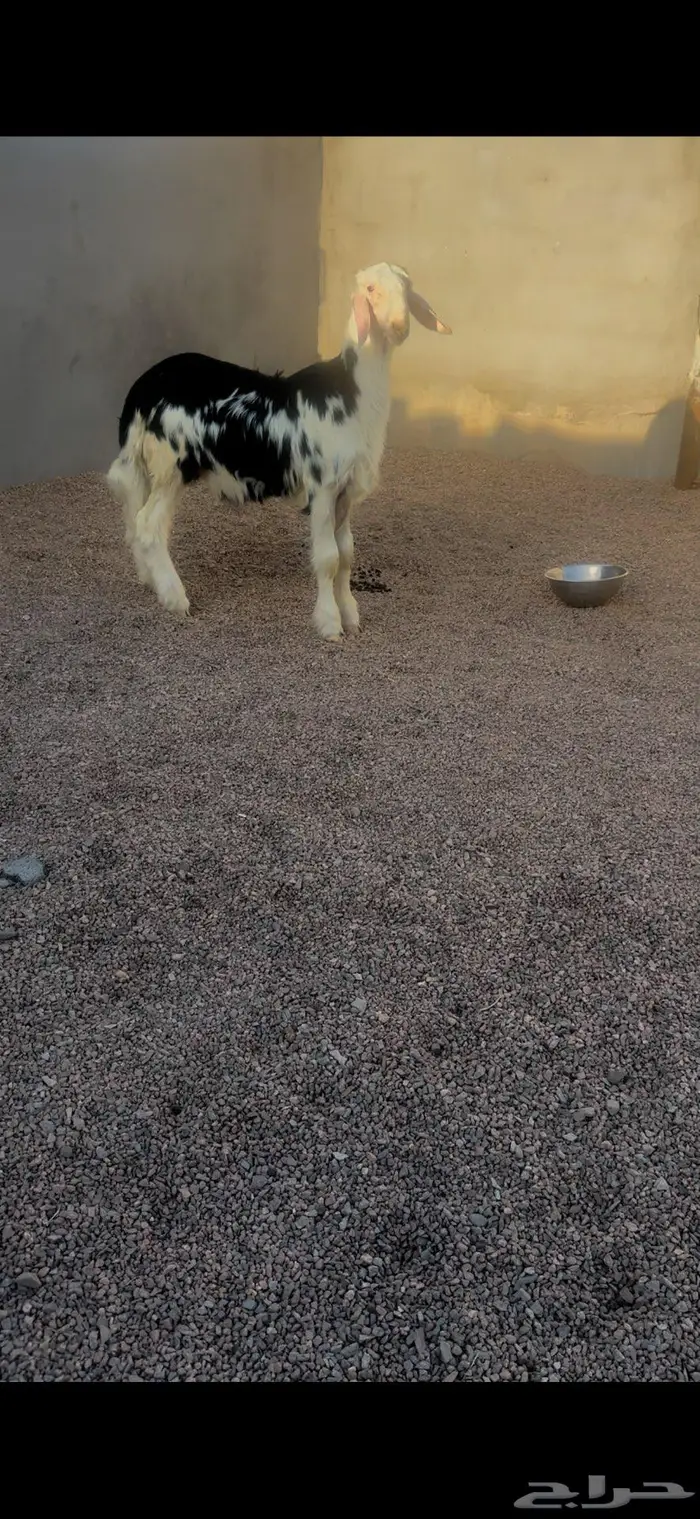 تم البيع مشروع فحل نجدي صنف 1