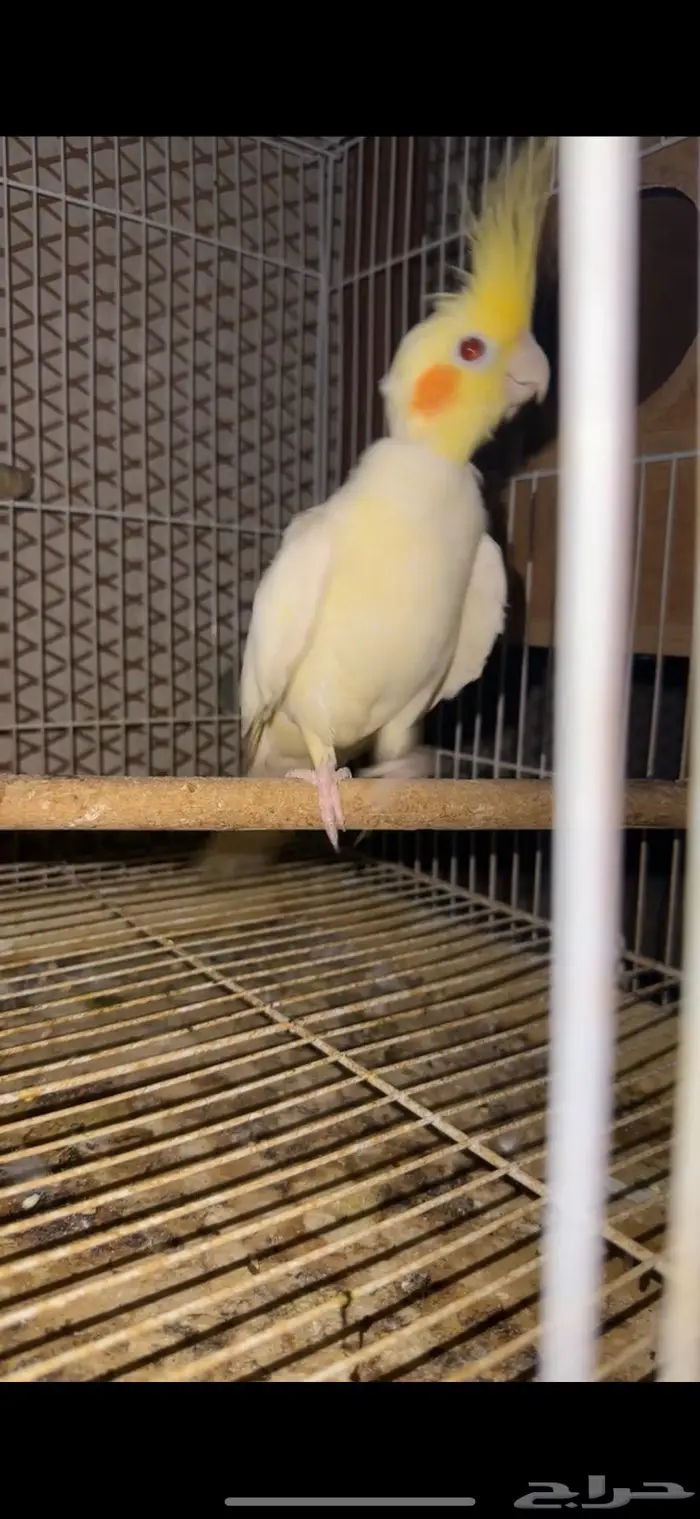 3 حبات كروان منتجه   حبه روز   جوز كروان منتج شرط 1