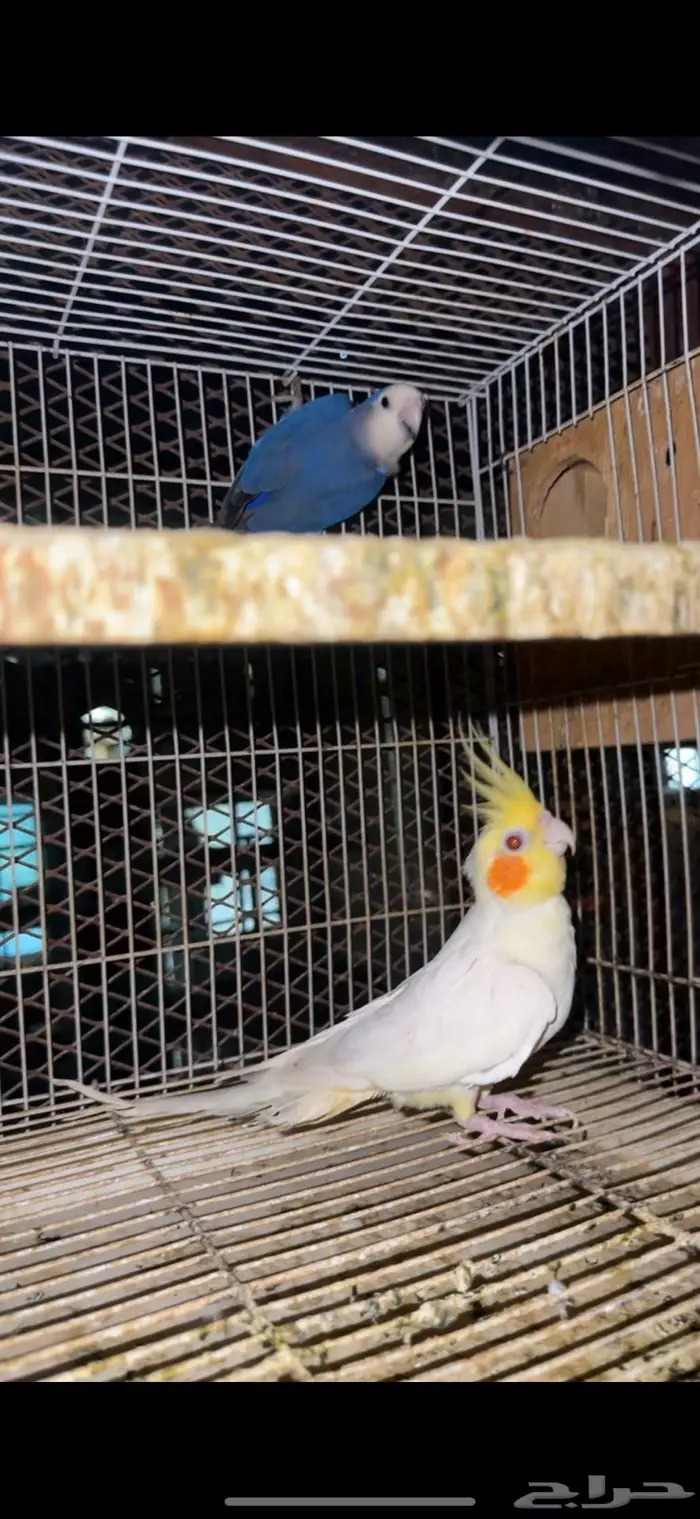 3 حبات كروان منتجه   حبه روز   جوز كروان منتج شرط 3