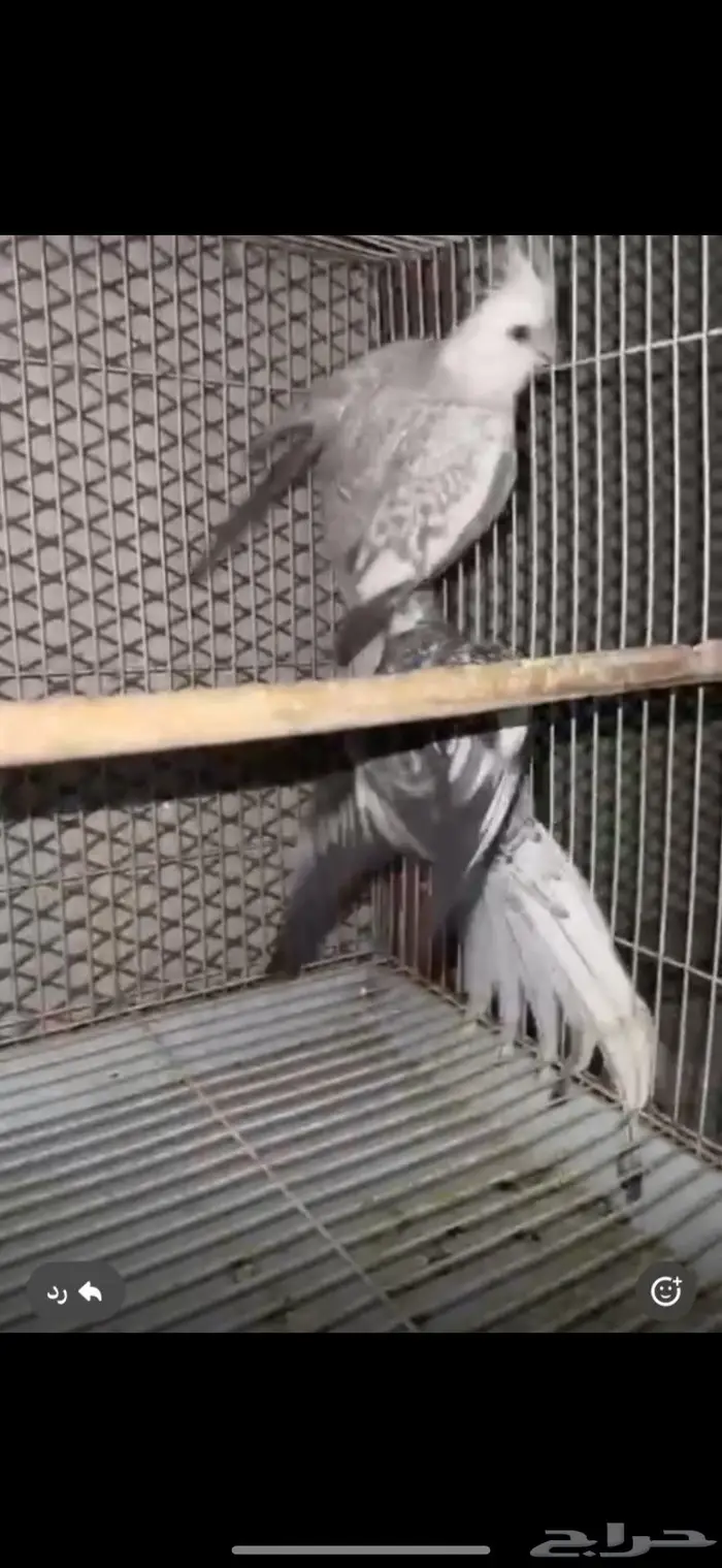 3 حبات كروان منتجه   حبه روز   جوز كروان منتج شرط 0