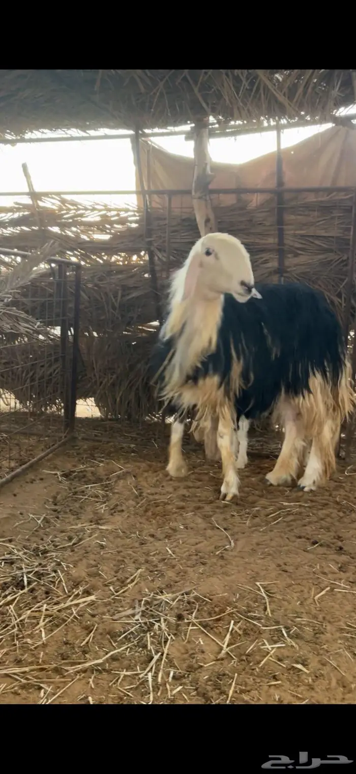 رخل نجديه صنف متوم 2