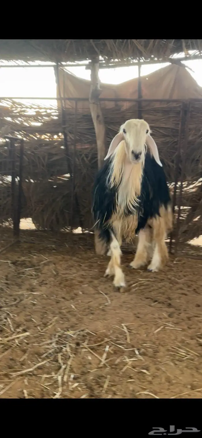 رخل نجديه صنف متوم 3