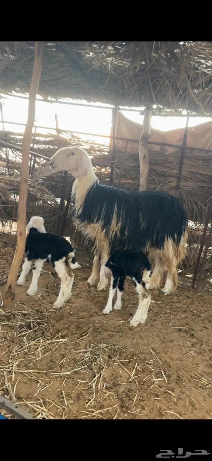 رخل نجديه صنف متوم 5
