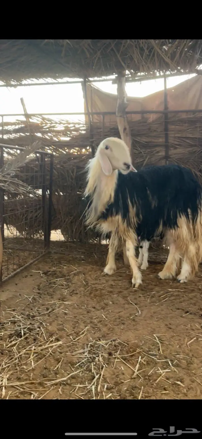 رخل نجديه صنف متوم 0