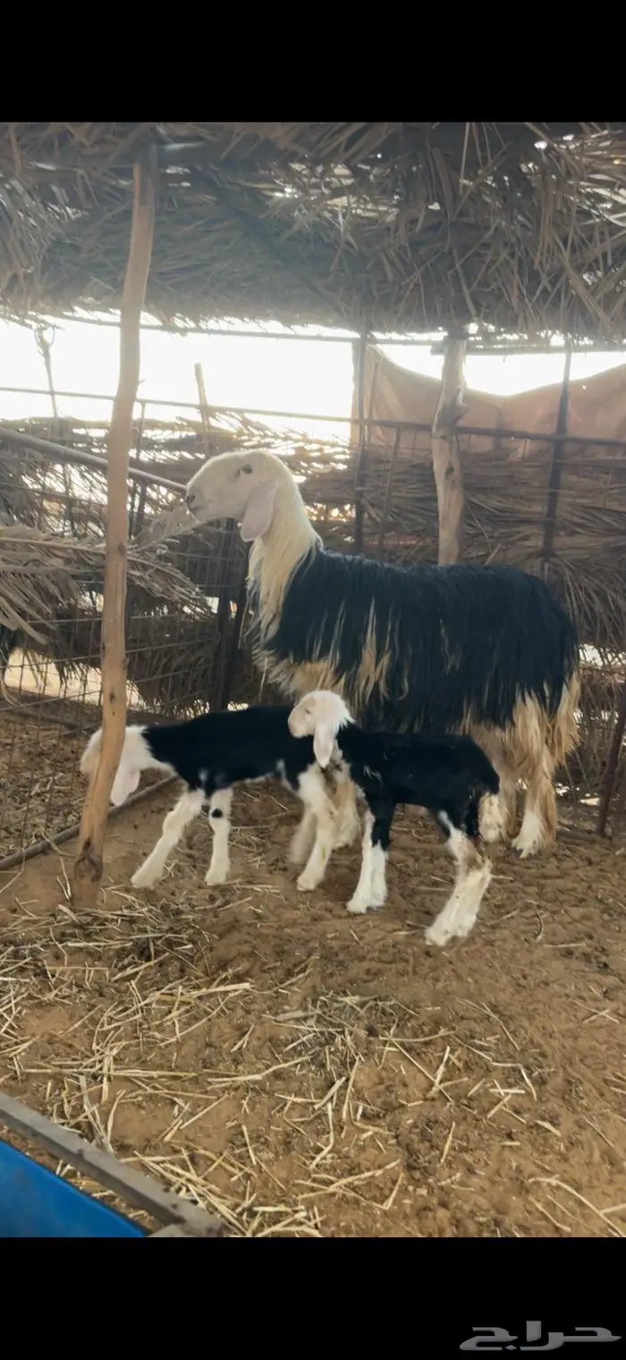 رخل نجديه صنف متوم 1