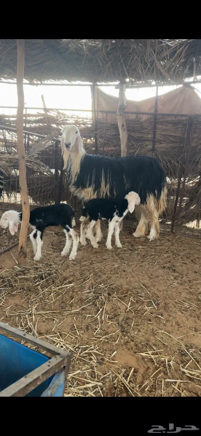 رخل نجديه صنف متوم 4