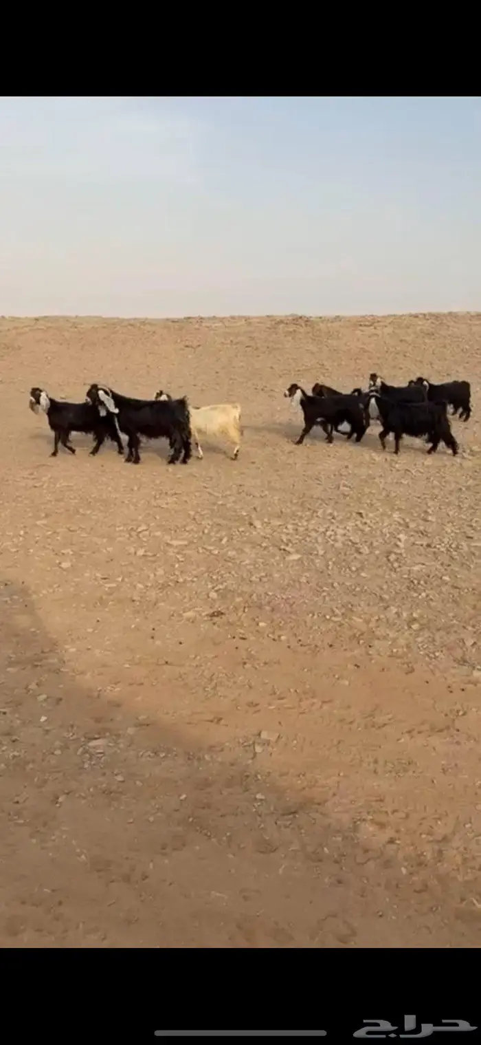 معزا دفيع عوارض(( تم البييع الله يبارك للجميع )) 3