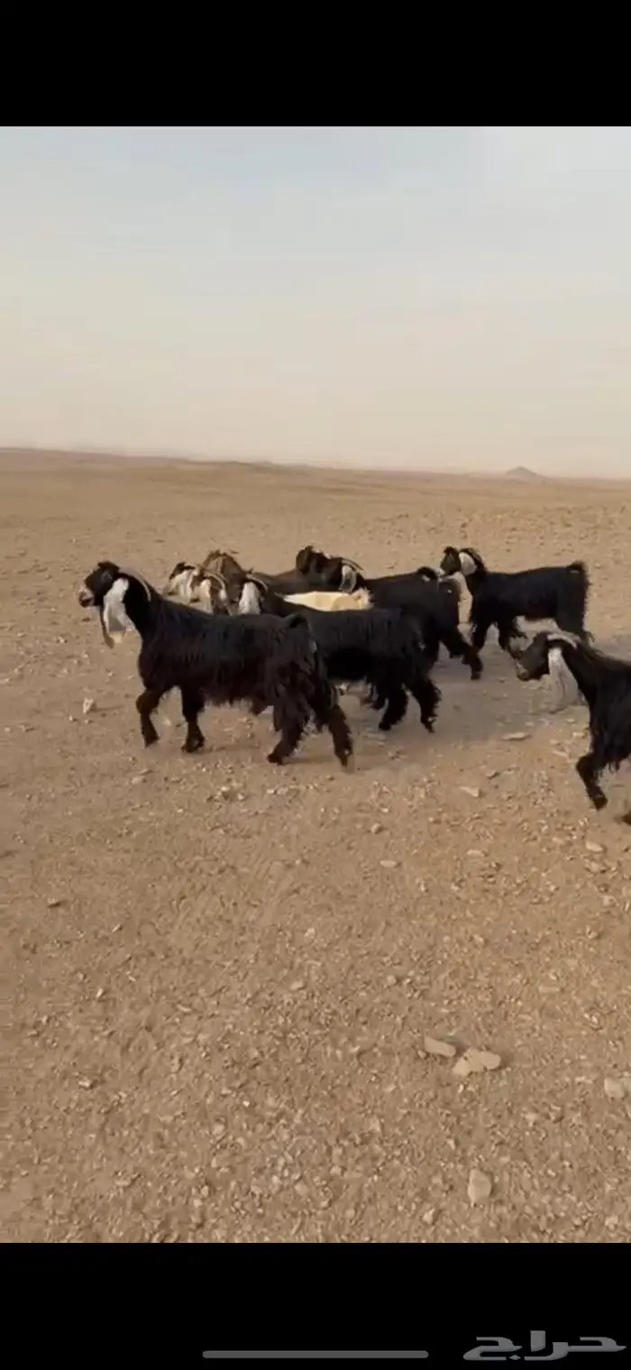 معزا دفيع عوارض(( تم البييع الله يبارك للجميع )) 2