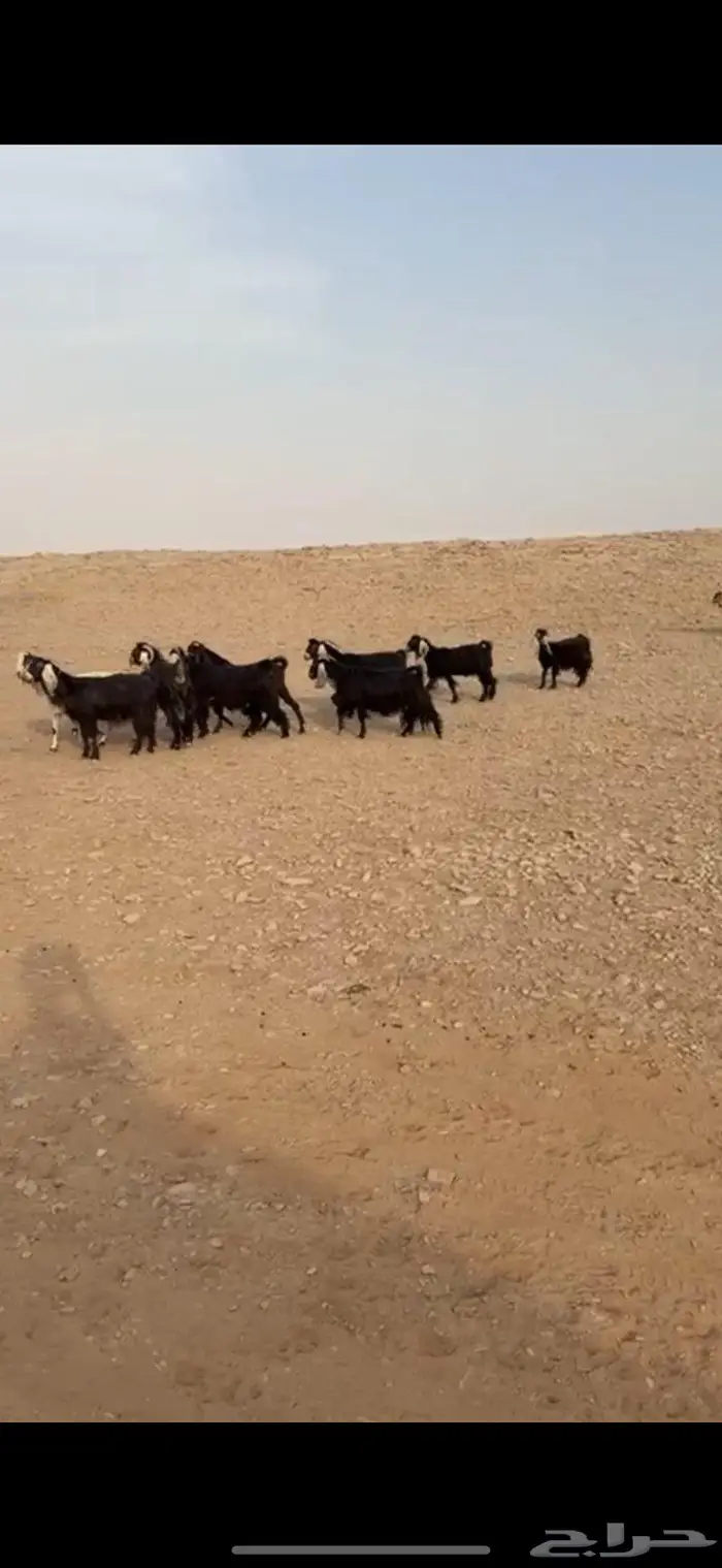 معزا دفيع عوارض(( تم البييع الله يبارك للجميع )) 1
