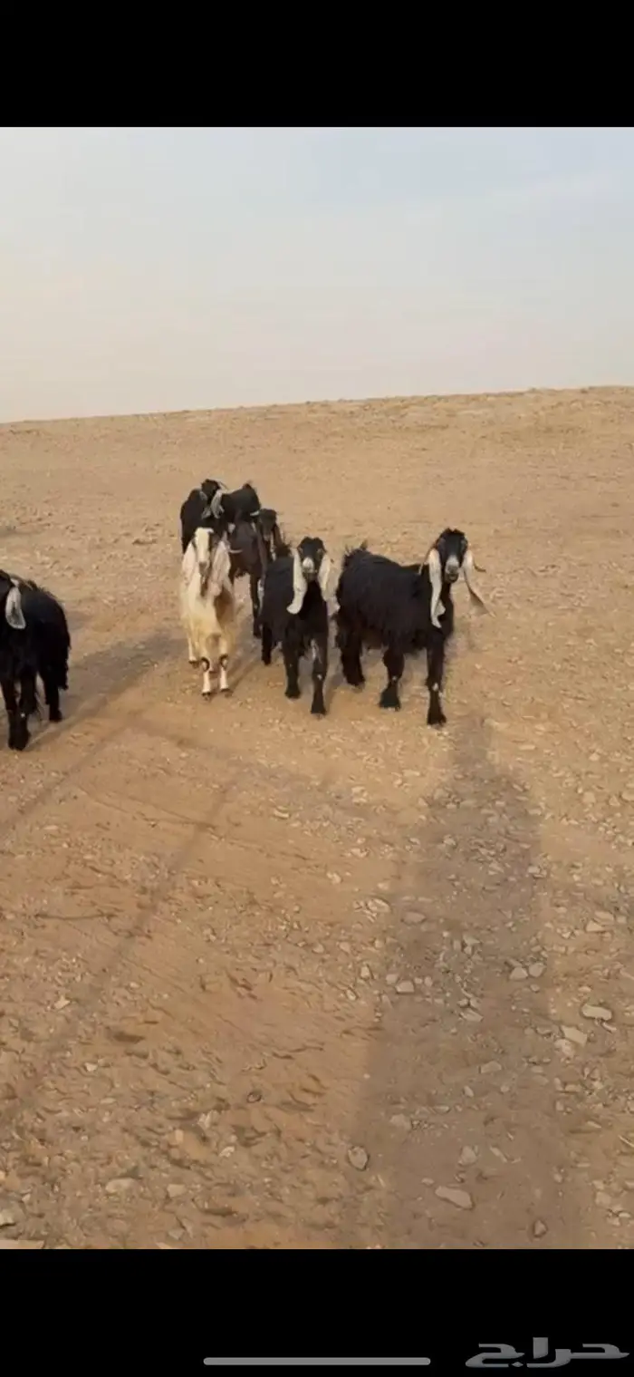 معزا دفيع عوارض(( تم البييع الله يبارك للجميع )) 4
