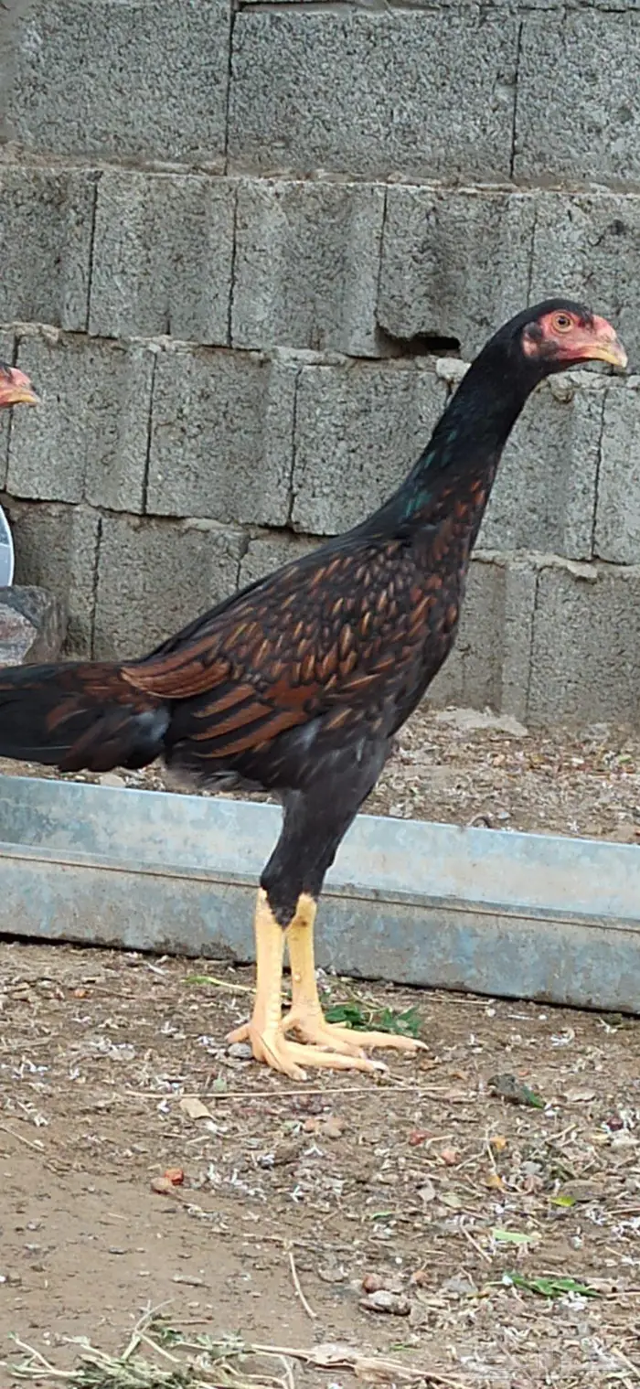 دجاج باكستاني 0