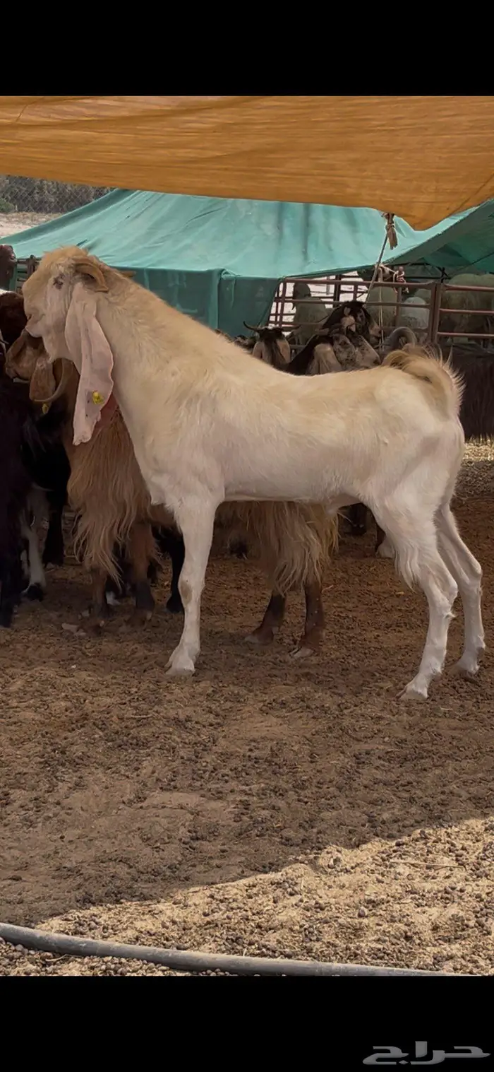 تيس مطور ابيض فاخر 0
