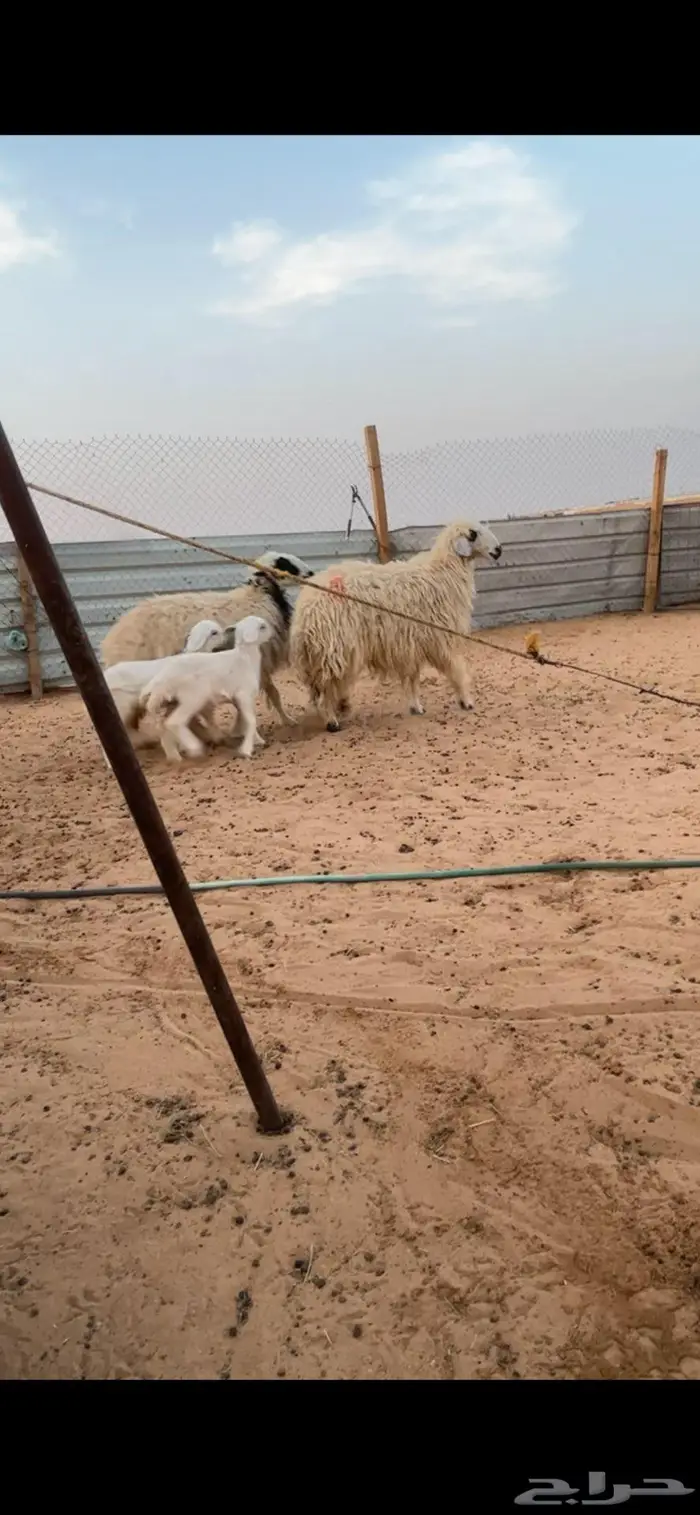 متابيع ثنيات ثنايا 0