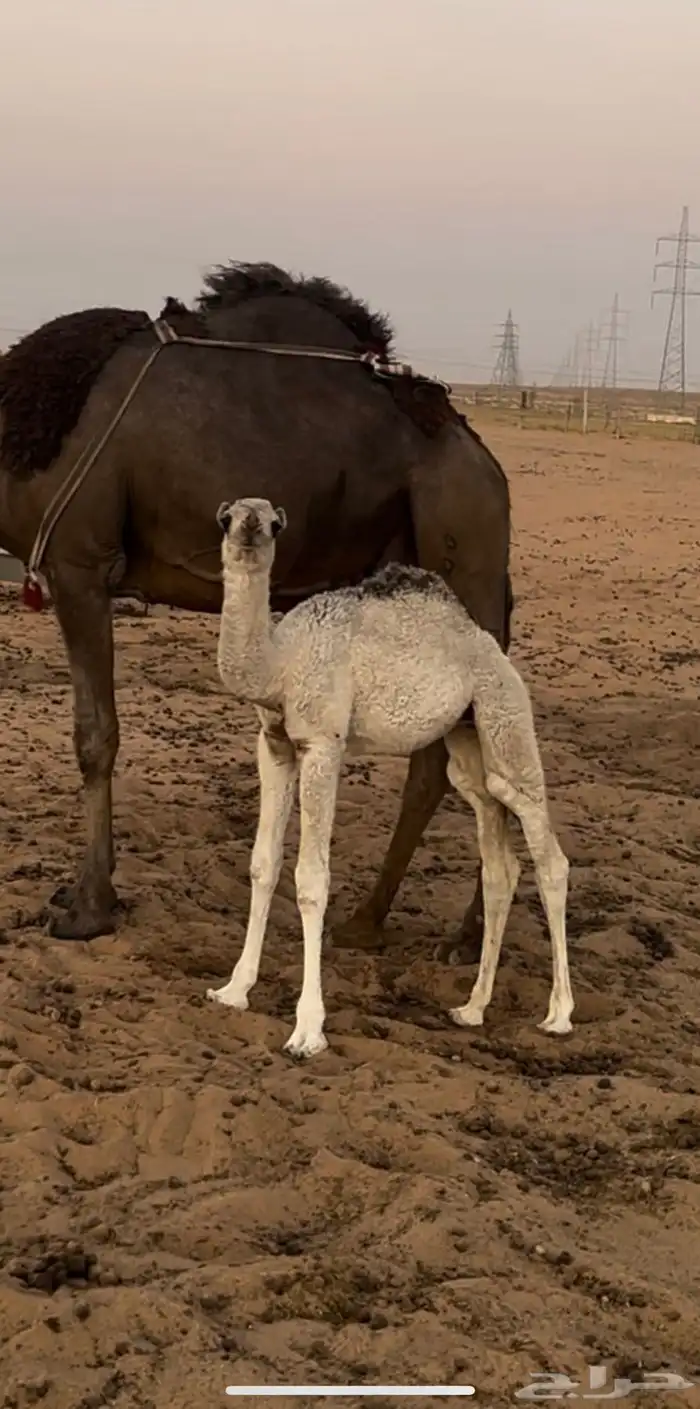 للبيع الخلفه ام البكره 1
