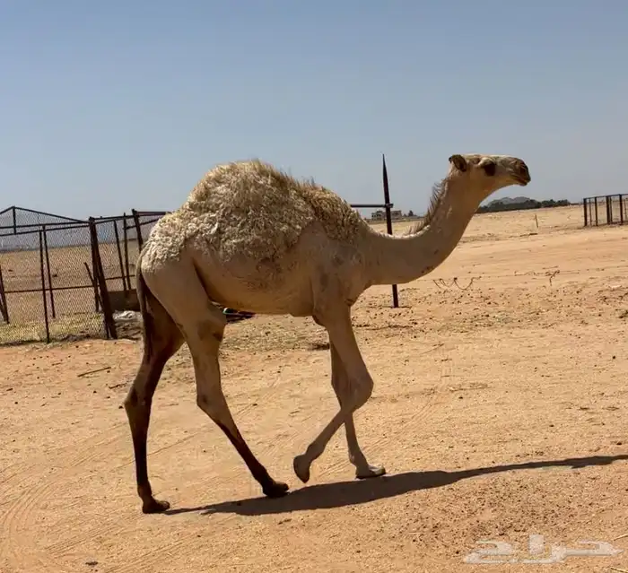 بكره عشرا شقحاء 3