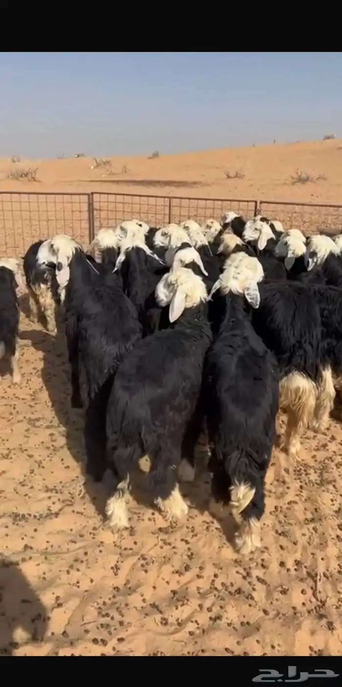 بهم نجد العدد 41 فيه 18 رخل 3