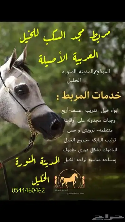 مربط السكب عروض يوم الوطني index