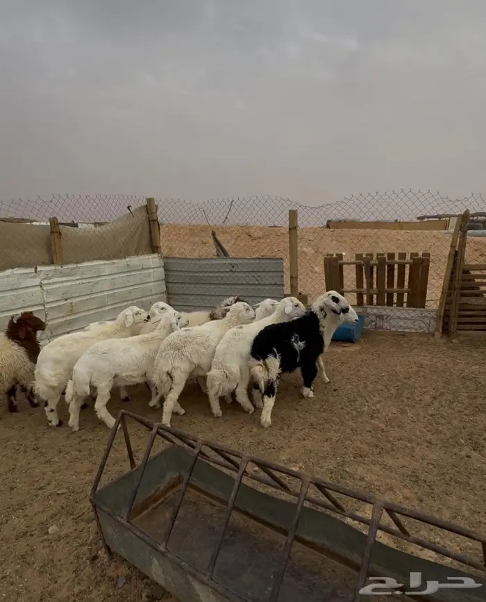 ذبايح حري نعيمي و نجدي 0