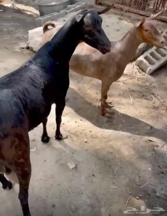 مشاريك 2