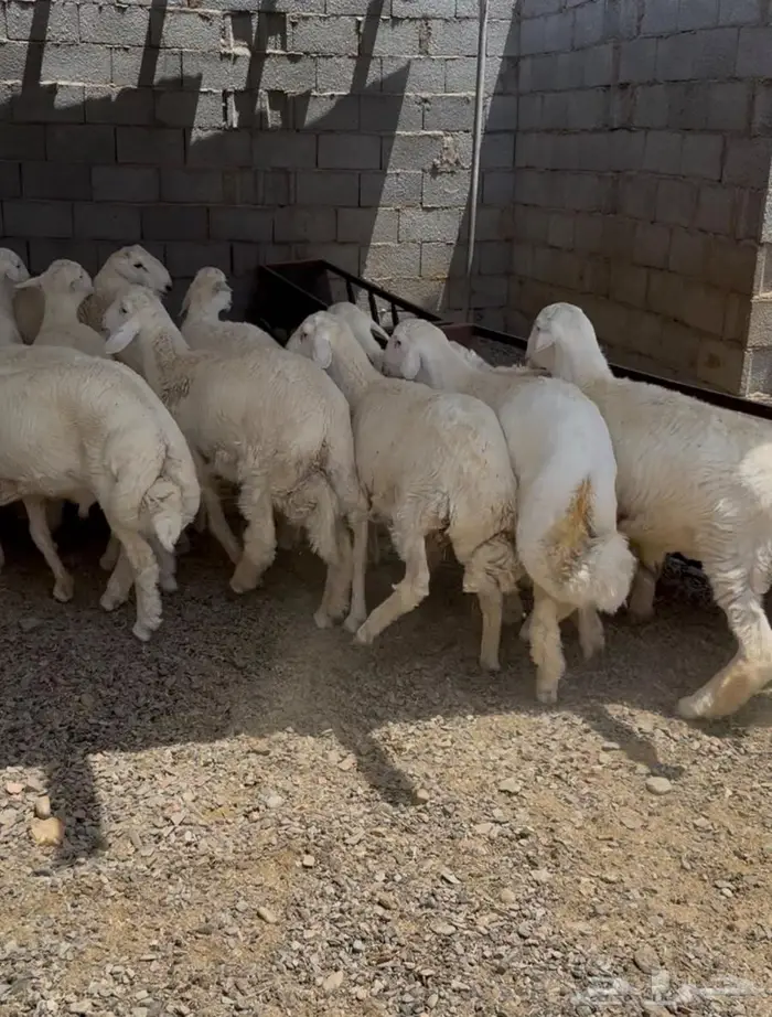 طليان حري جبره 2