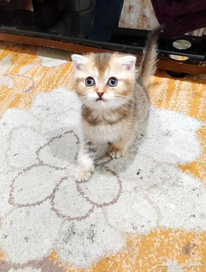 كيتن اسكوتش 5
