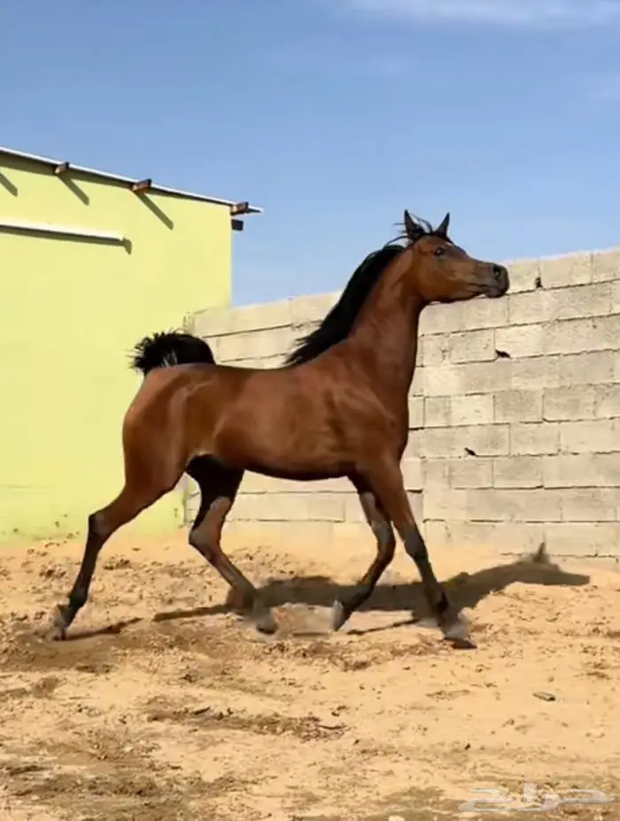 أمهار شعبيه شيخه للبيع الطائف 2