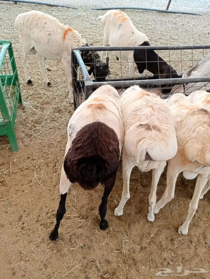 خروف بربري صومالي مربي بسعر 500 ريال فقط 4