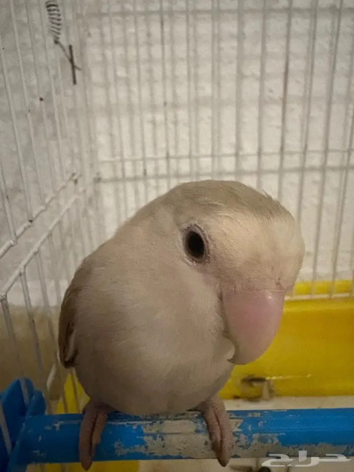 ببغاء الروز جدة حي الامير عبد المجيد 0