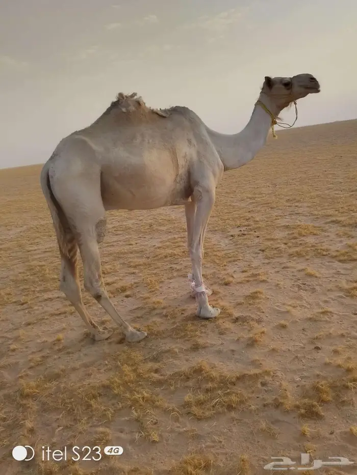 رحول ابل بعير مخصي على الشرط طبع وهداوه وسالم العيوب 1