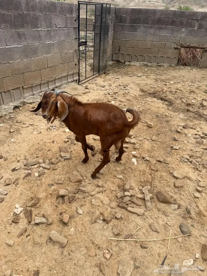 مشروع فحل البيع 1
