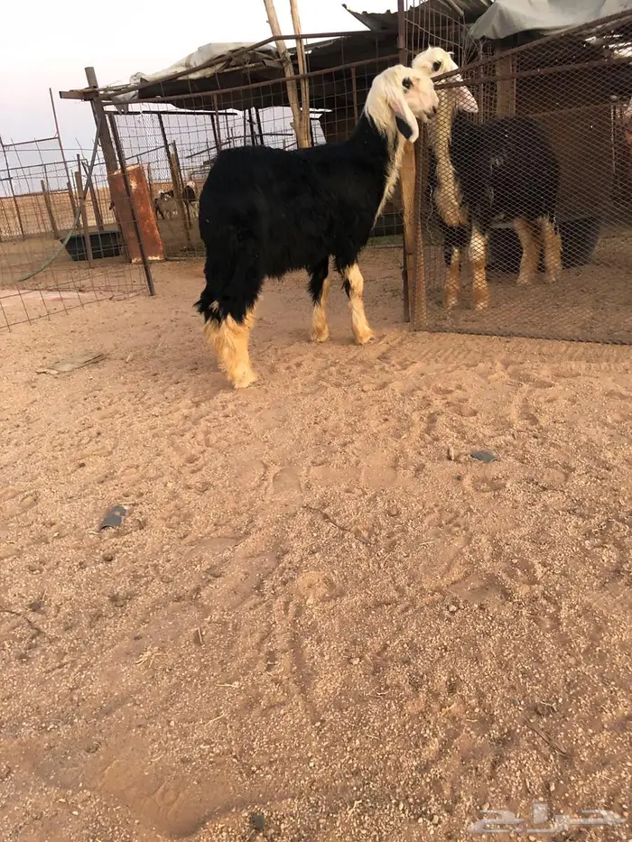 خروف نجدي توه مهدود حلال 0