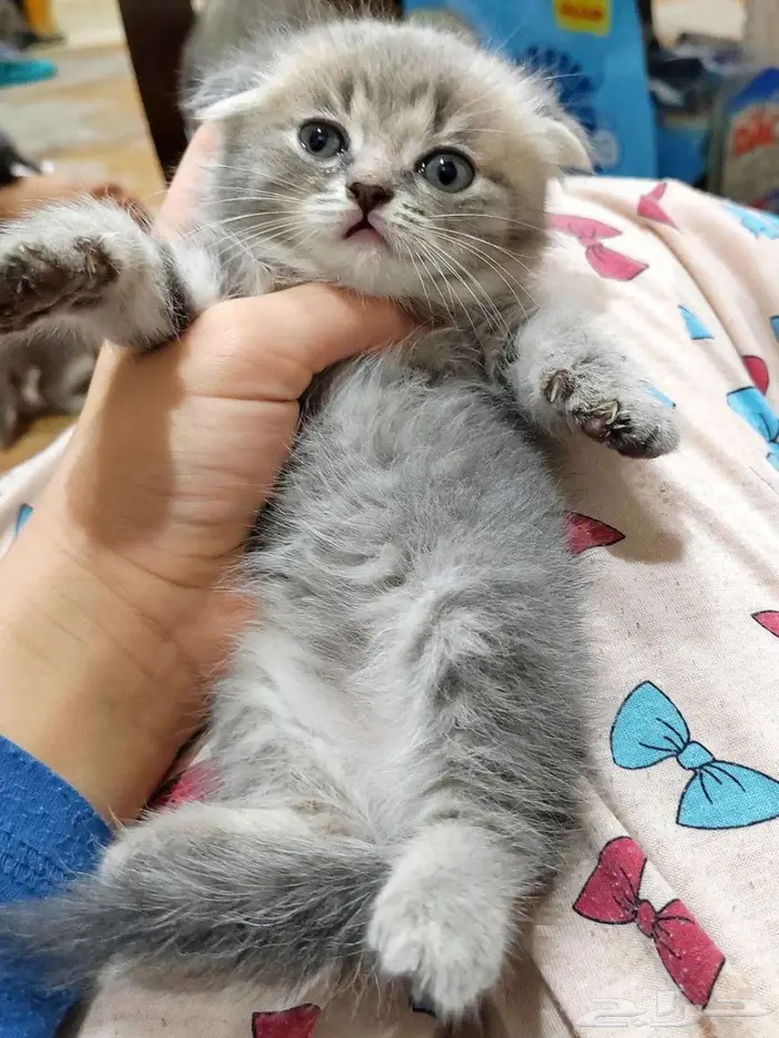 كيتن اسكوتش 4