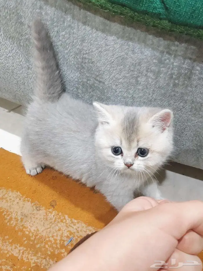 كيتن اسكوتش 2